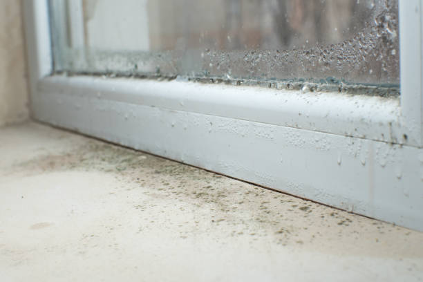 Professional Mold Removal in Belvedere, SC